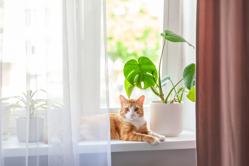 Pets and Window Treatments: What You Need to Know